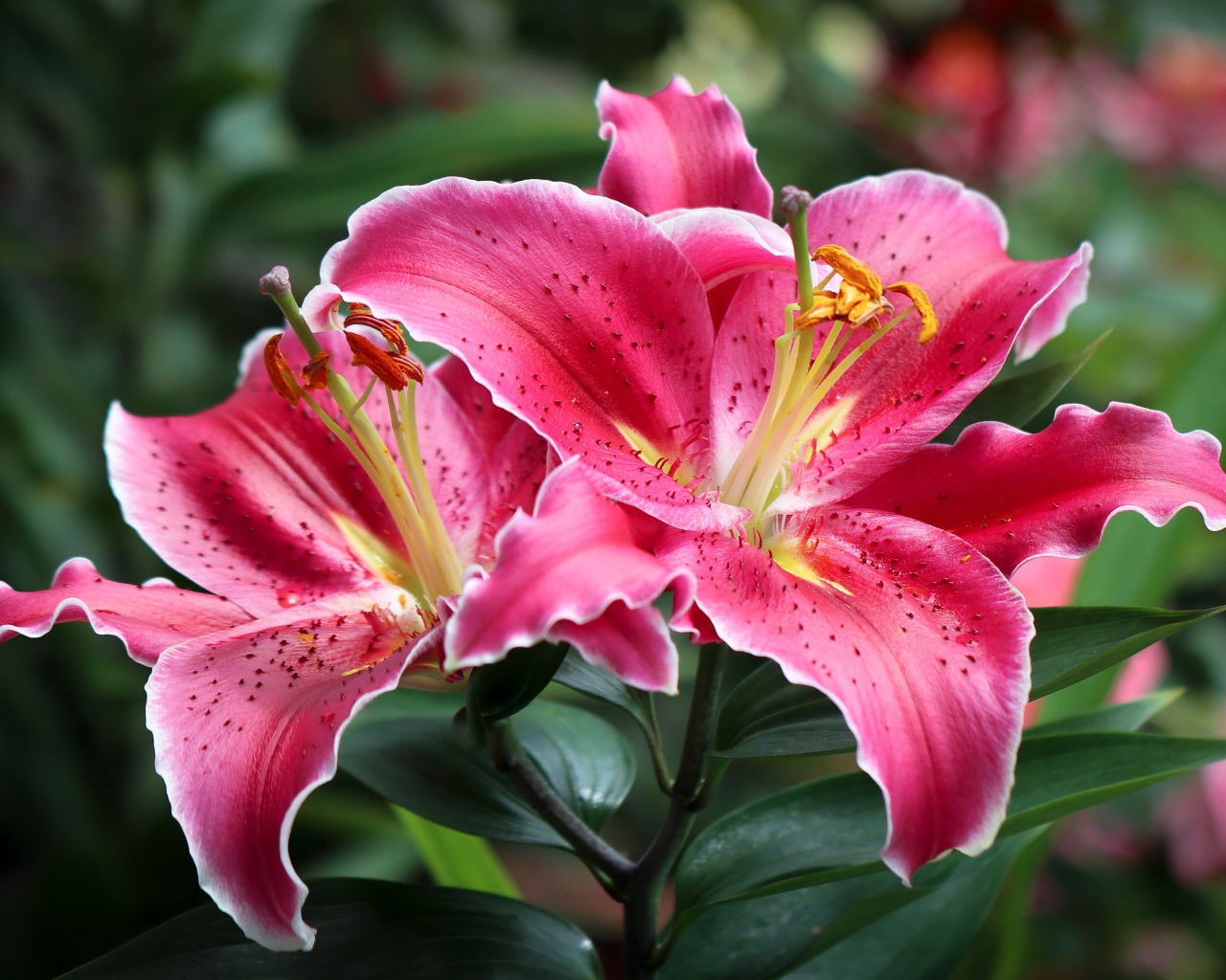 Розовые лилии на клумбе крупным планом 