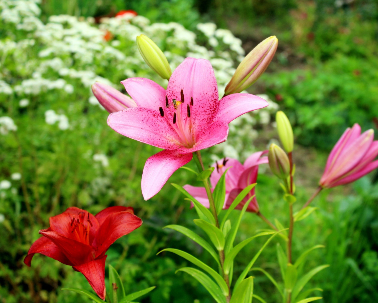 Розовые лилии с бутонами на клумбе