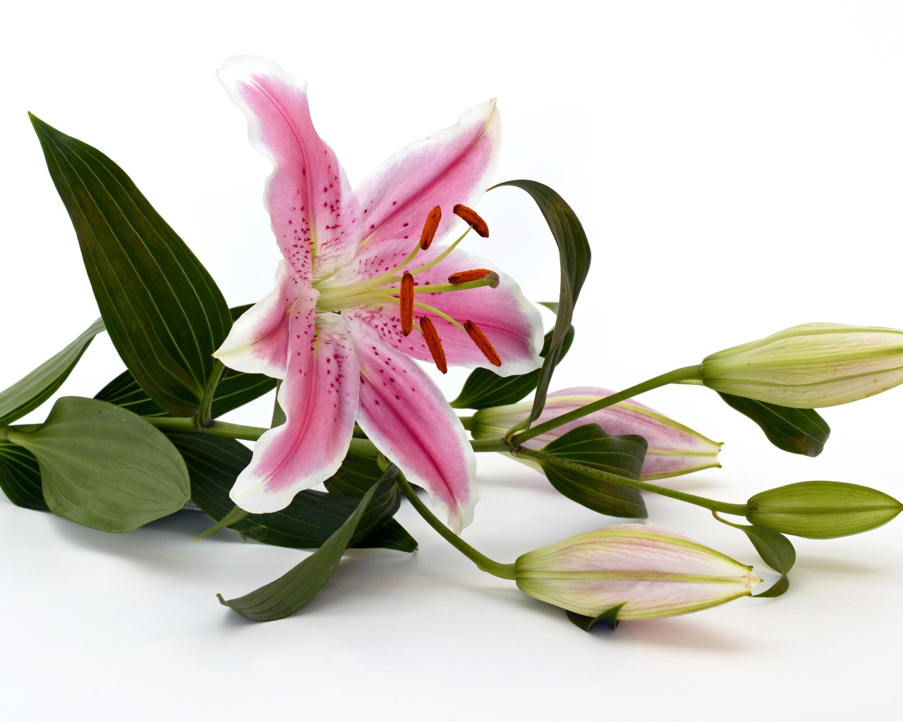 Розовая лилия с бутонами на белом фоне