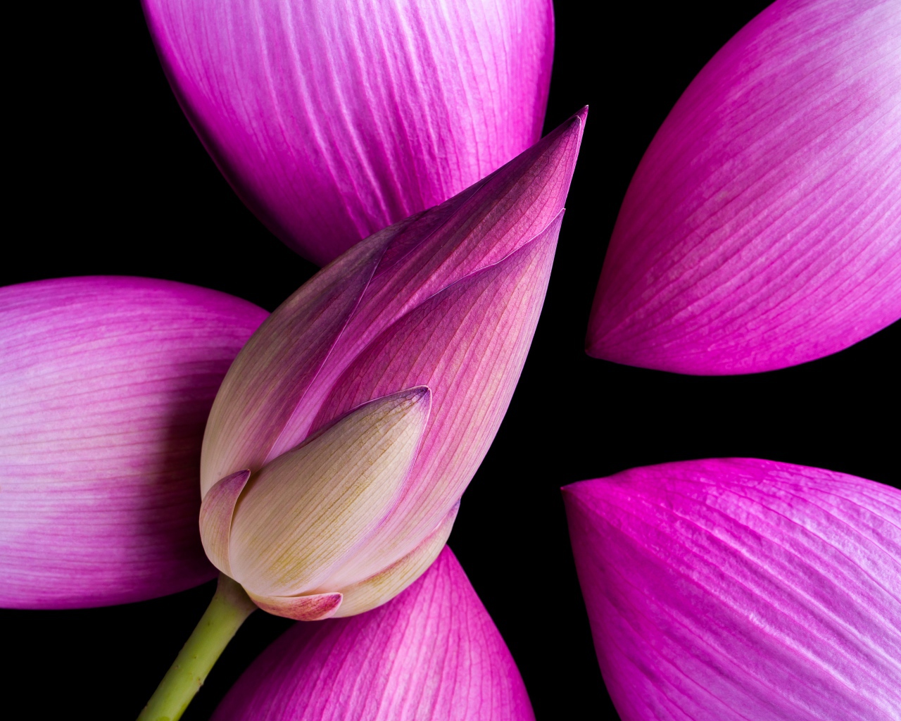 Розовые бутоны Лотоса на черном фоне