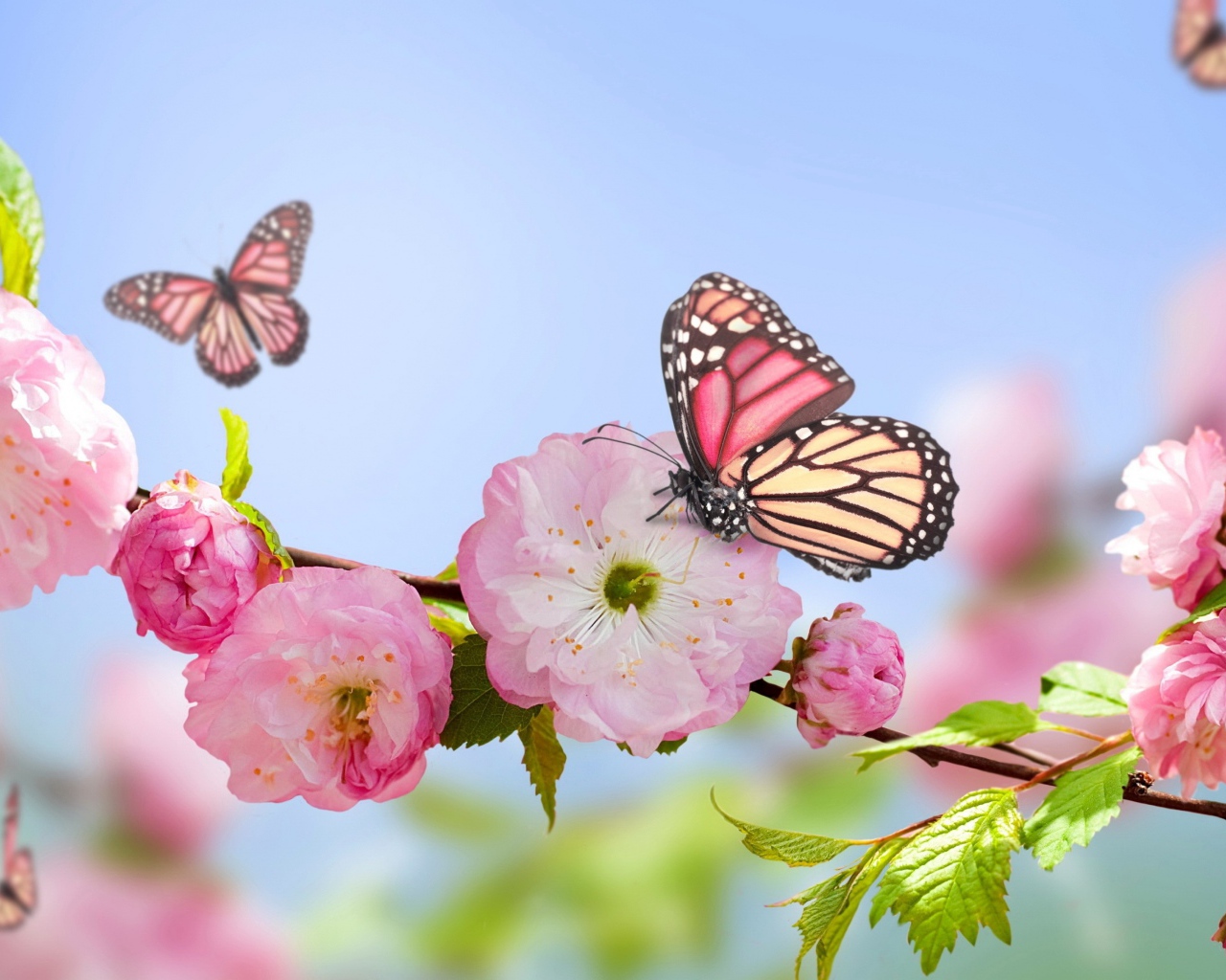 Розовые цветы луизеания на ветке с бабочками