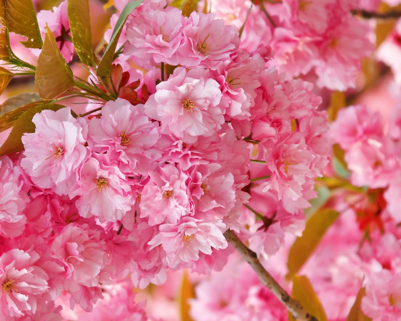 Розовые цветы луизеания на ветке с зелеными листьями