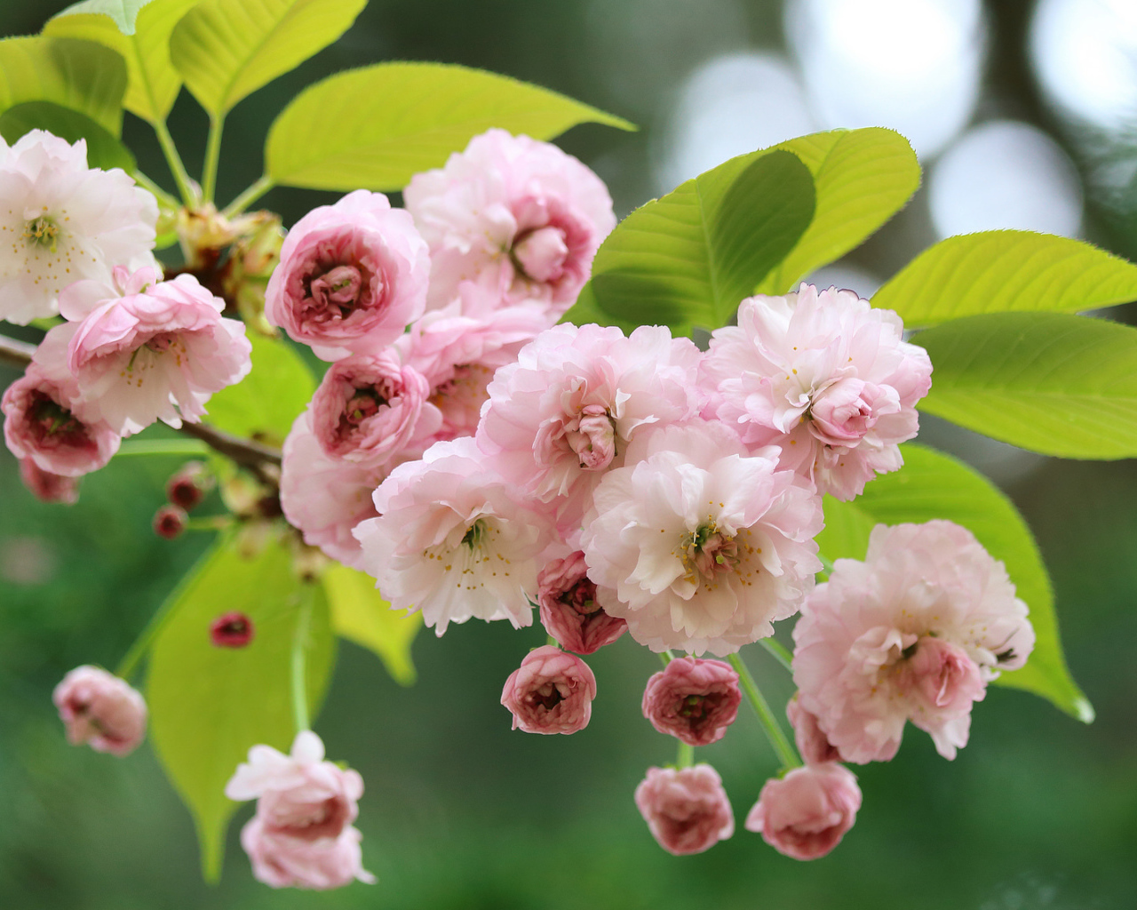 Розовые цветы луизеания с зелеными листьями на ветке 