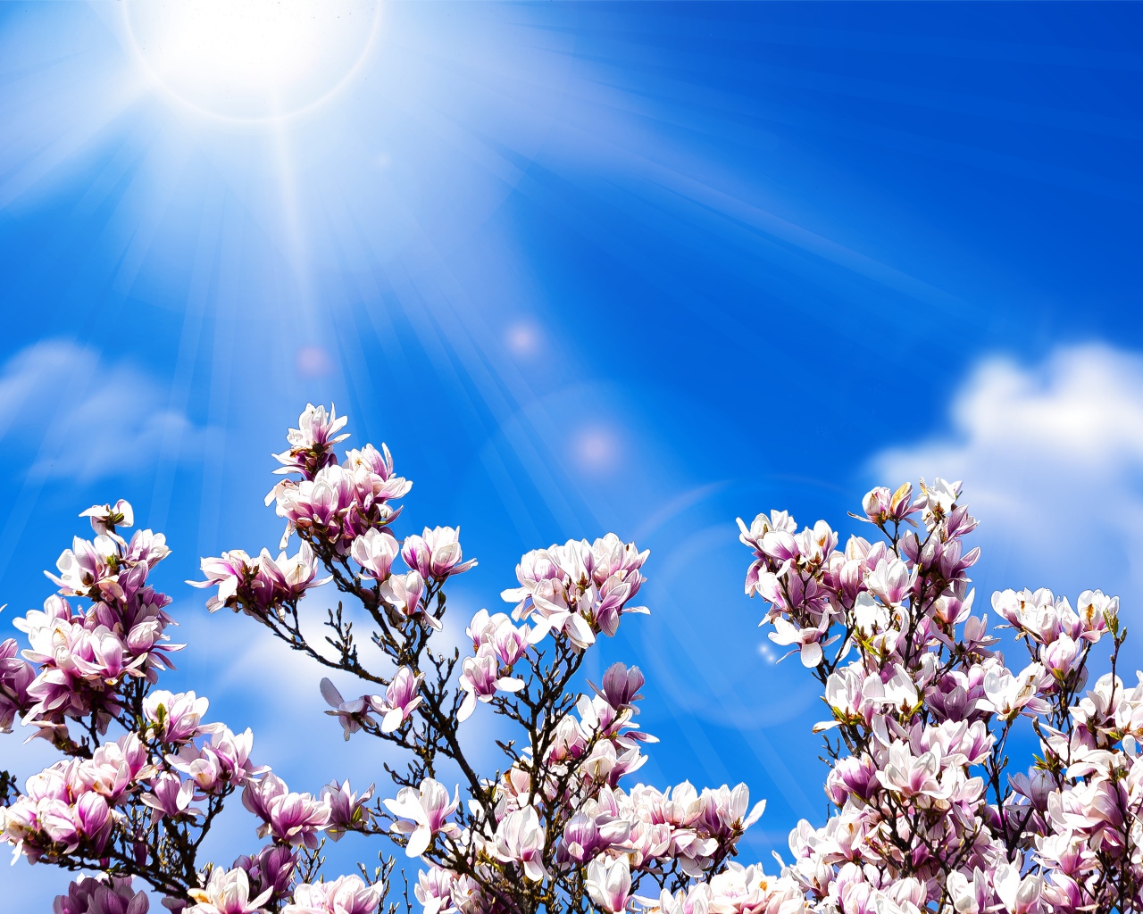 Розовые цветы магнолии на фоне голубого неба в лучах солнца 