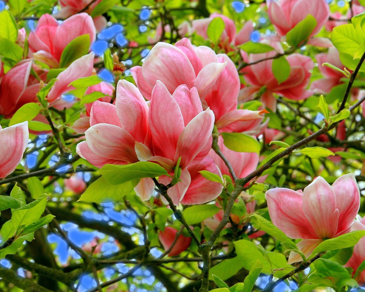 Розовые цветки магнолии в зеленых листьях на дереве 