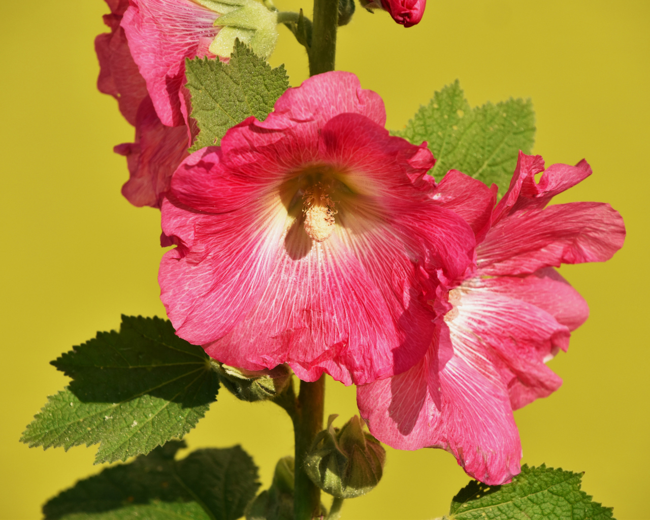 Розовые цветы мальва на желтом фоне