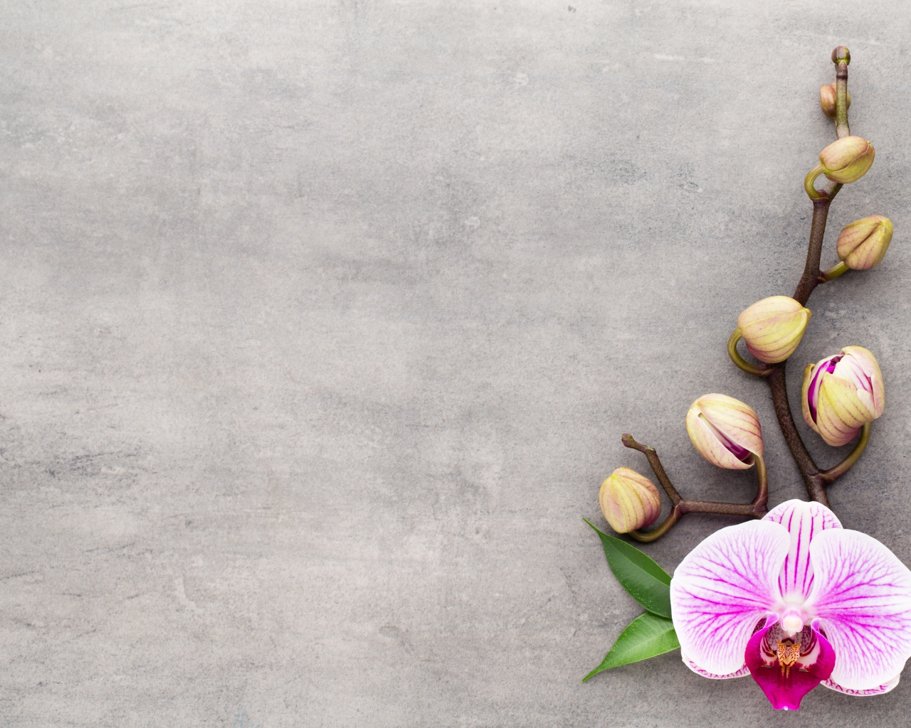 Розовый цветок орхидеи с бутонами на сером фоне