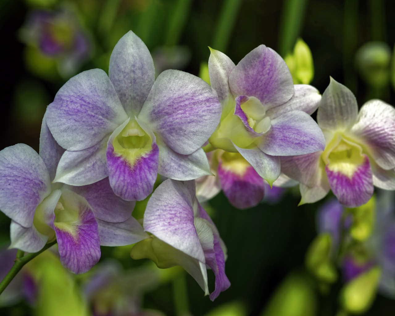 Розовые цветы орхидеи крупным планом