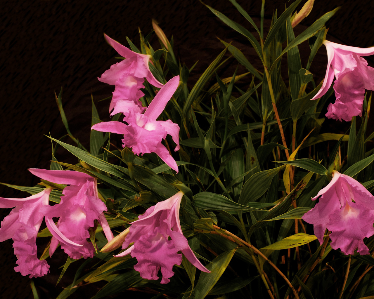 Розовые цветы орхидеи в зеленых листьях 