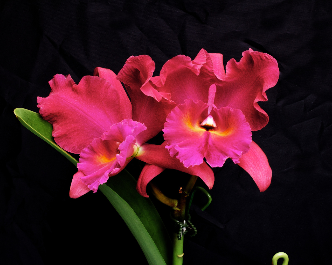 Розовые цветы орхидеи на черном фоне