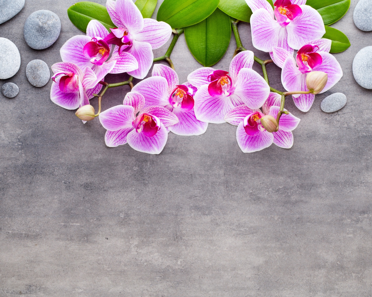 Розовые цветы орхидеи с камнями на сером фоне
