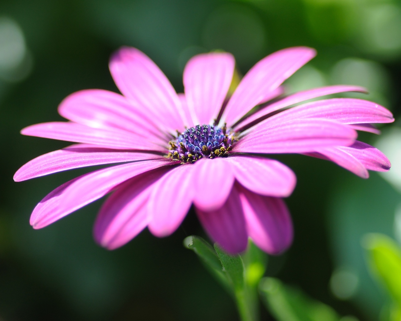Розовый цветок остеоспермум крупным планом