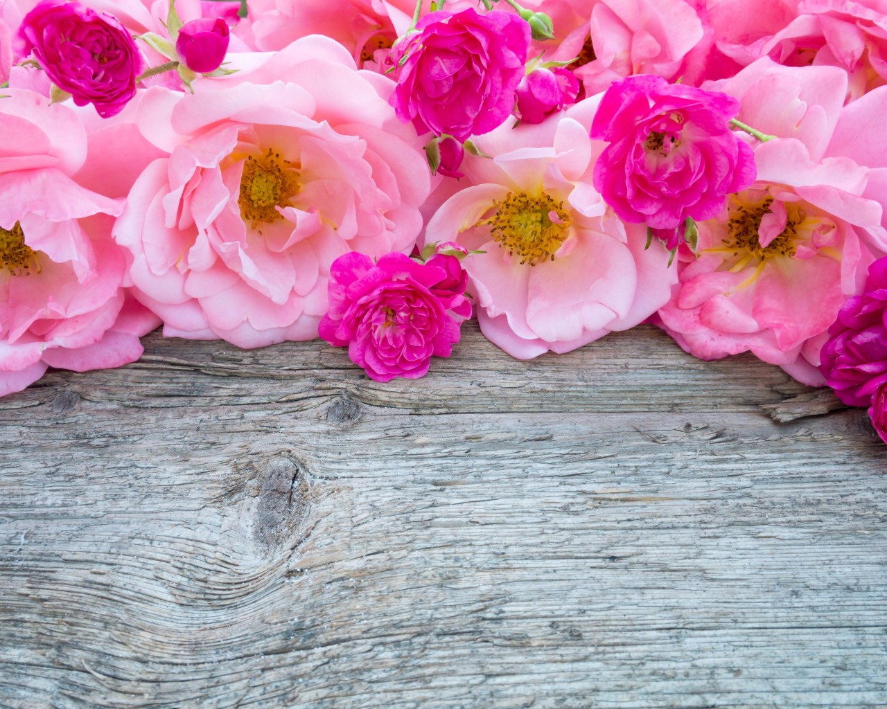 Розовые цветы парковой розы на деревянном столе 