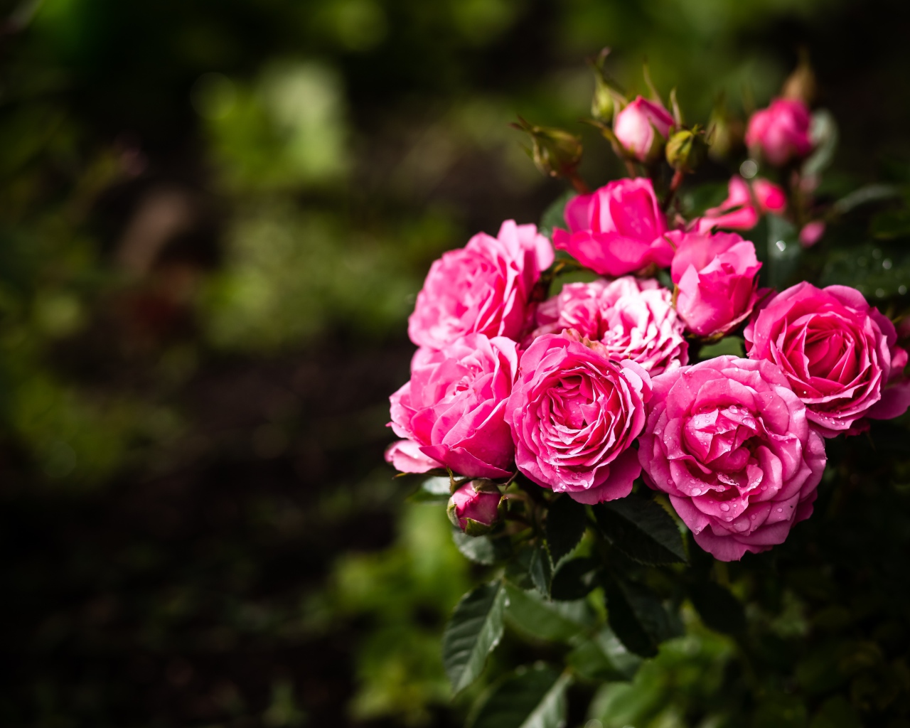 Розовые парковые розы с бутонами на клумбе 