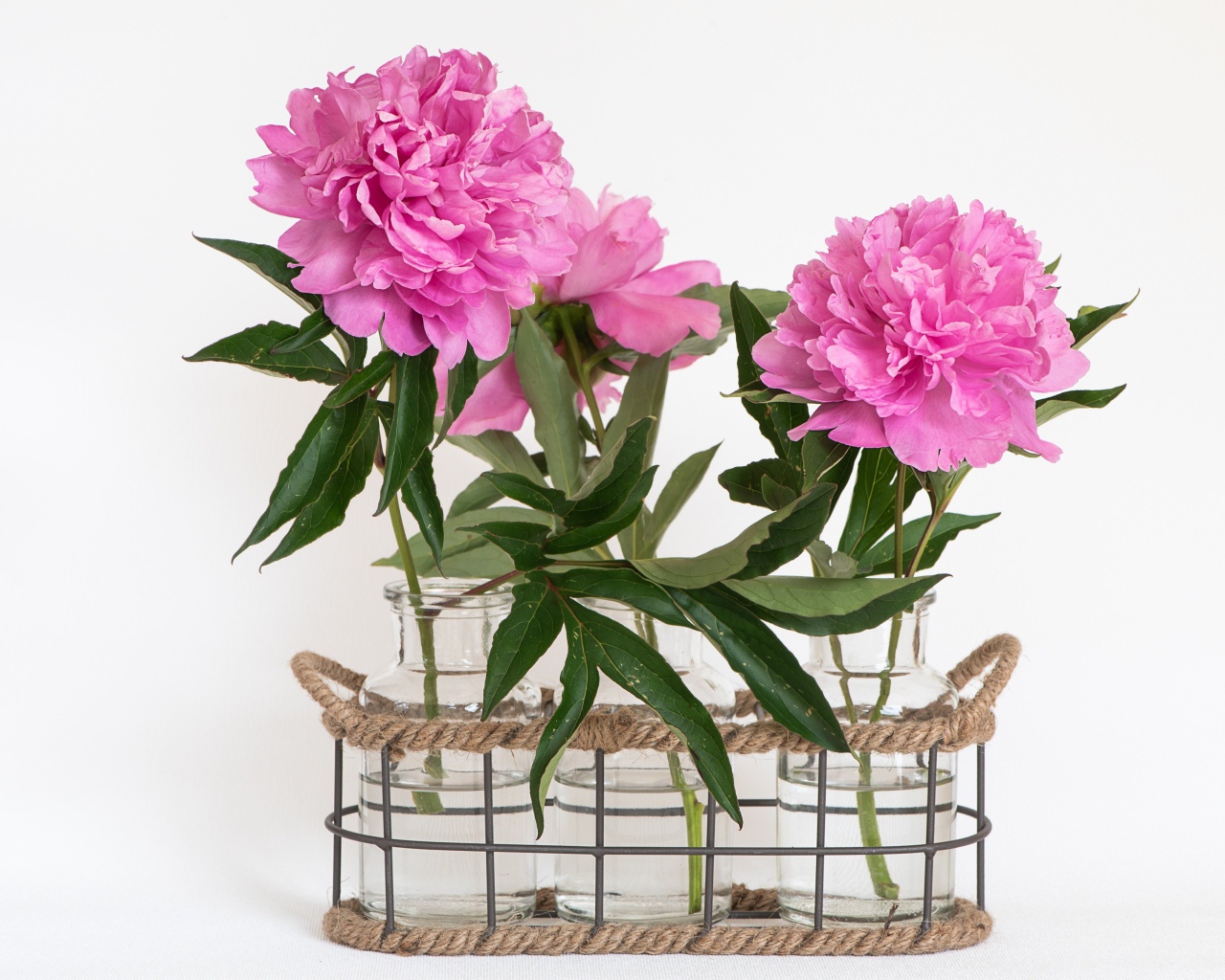 Розовые пионы в вазах на белом фоне