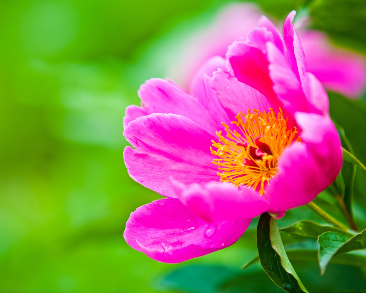 Розовый цветок пиона на зеленом фоне крупным планом