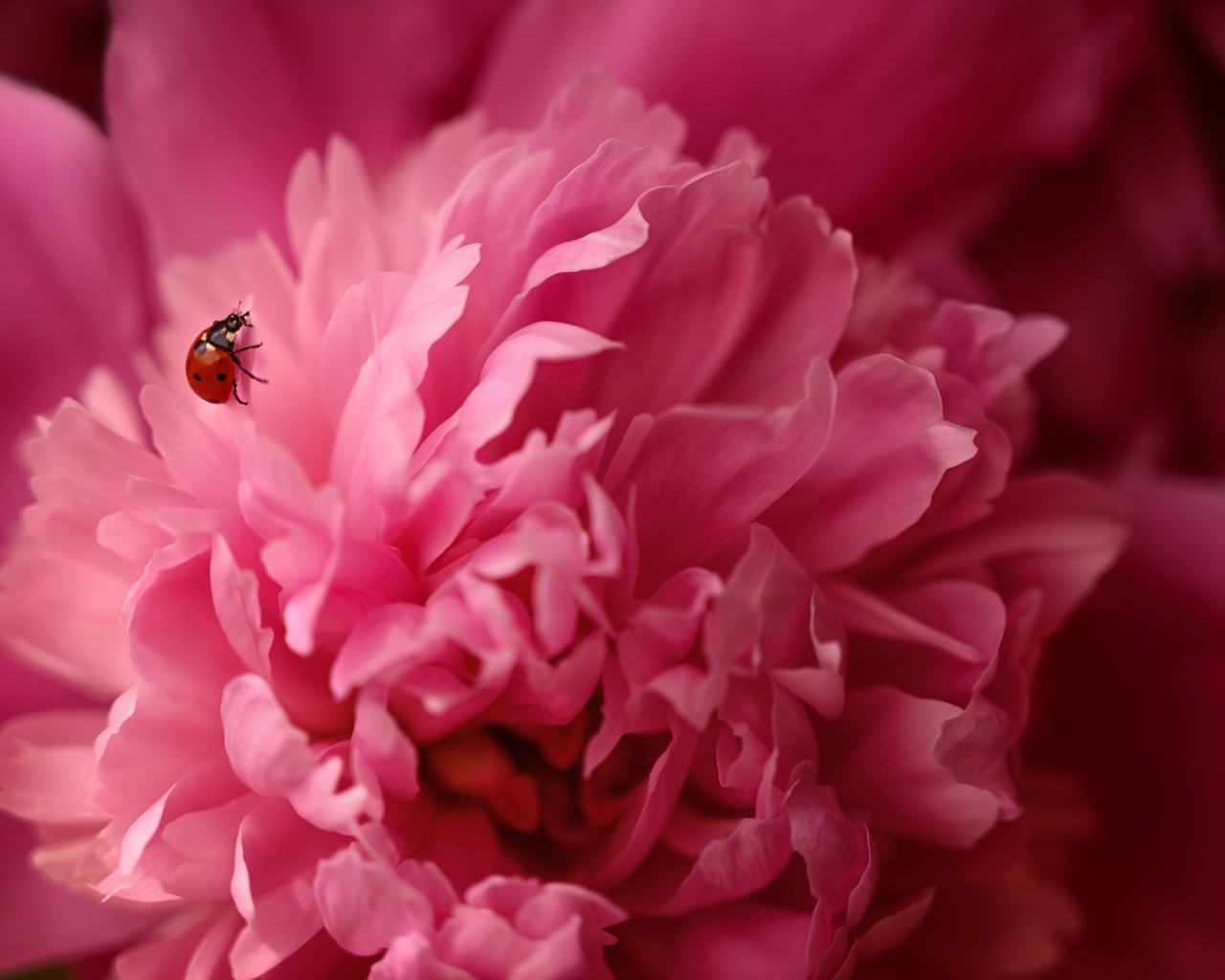 Розовый пион с божьей коровкой крупным планом