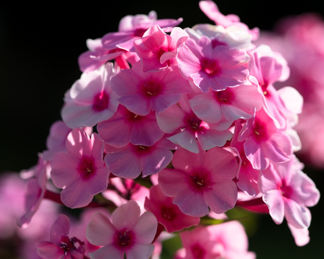 Розовый цветок флоксы в лучах солнца 