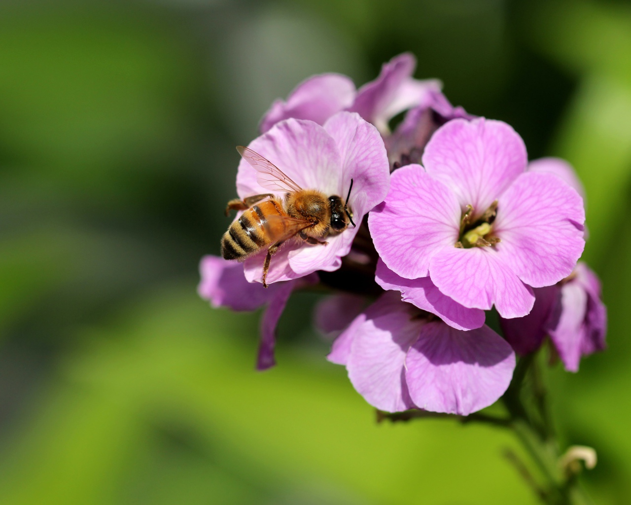 Розовый цветок флокса с пчелой 