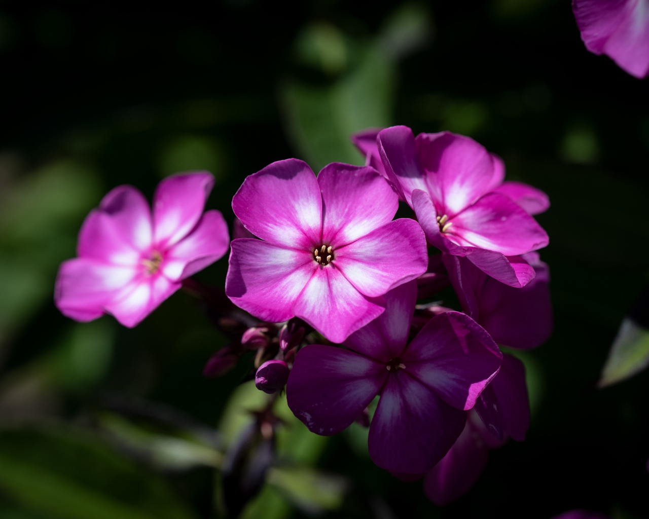 Розовые цветы флоксы крупным планом 