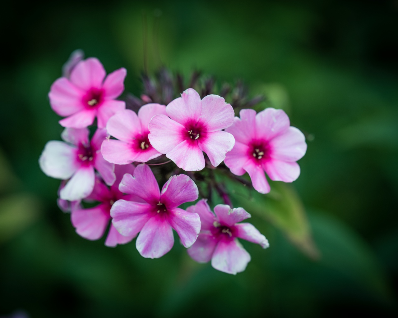 Розовые цветы флокса крупным планом 