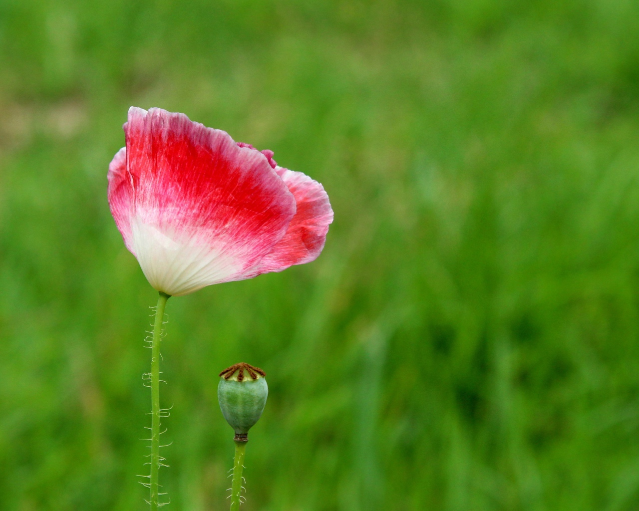 Розовый цветок мака с бутоном на зеленом фоне