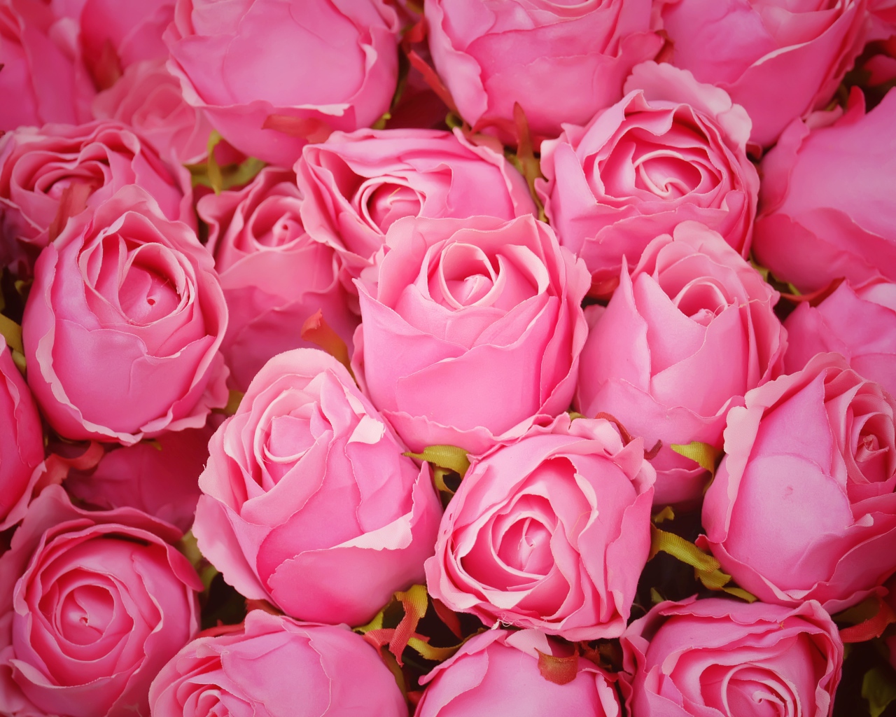 Бутоны розовой розы крупным планом 