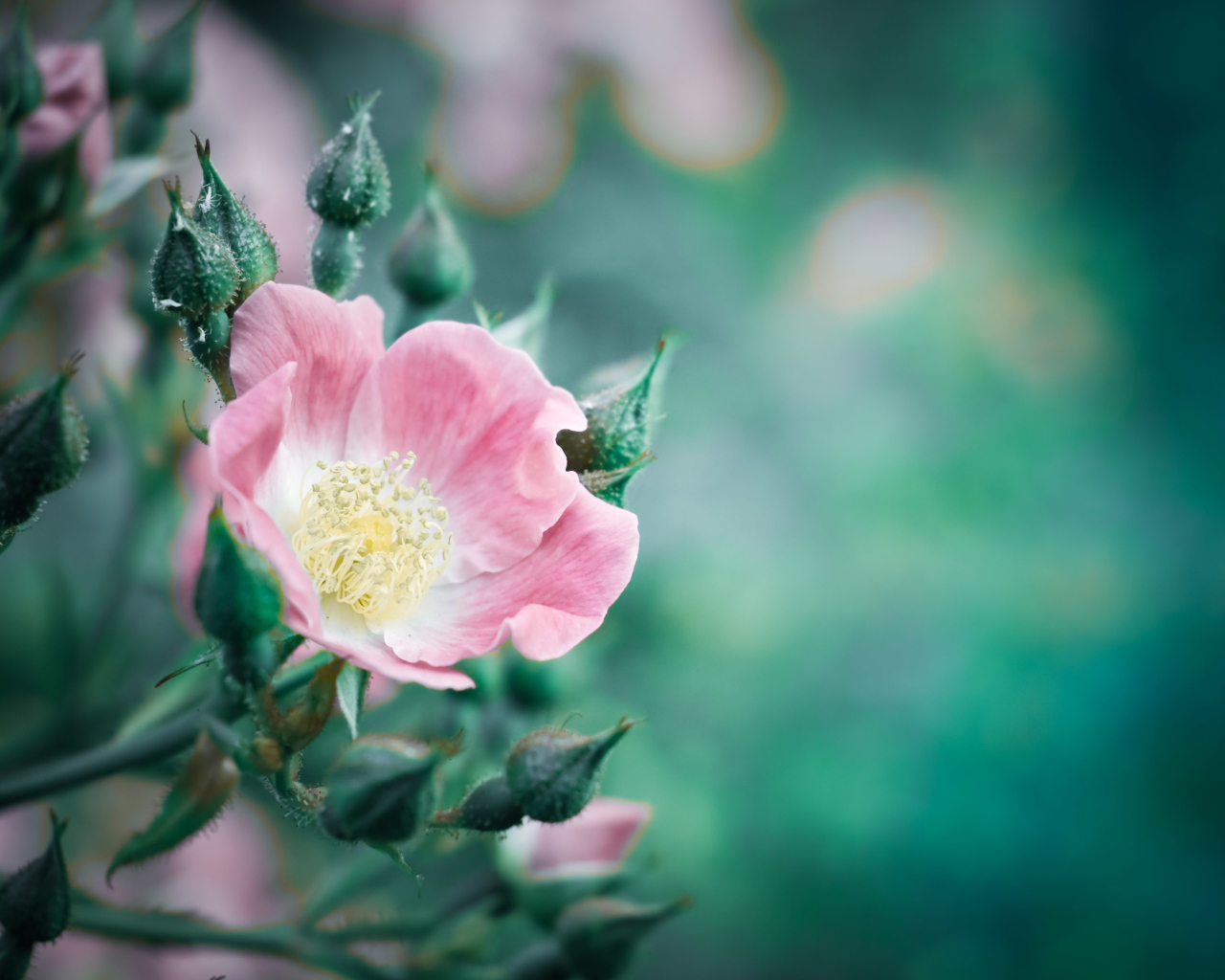 Розовый цветок розы с бутонами крупным планом