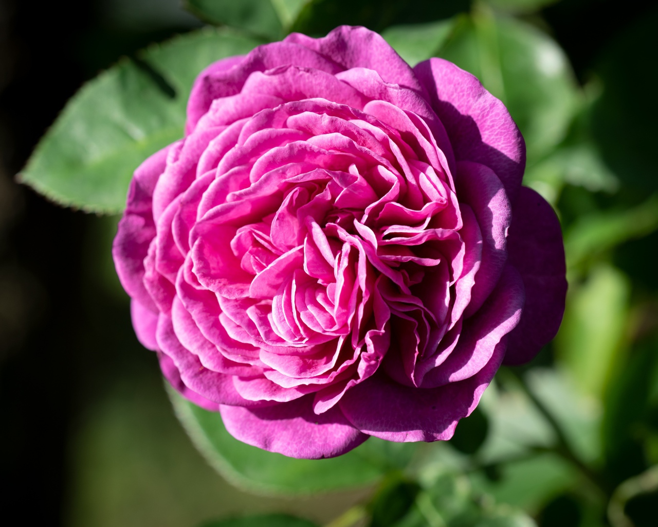 Розовой цветок розы с зелеными листьями крупным планом