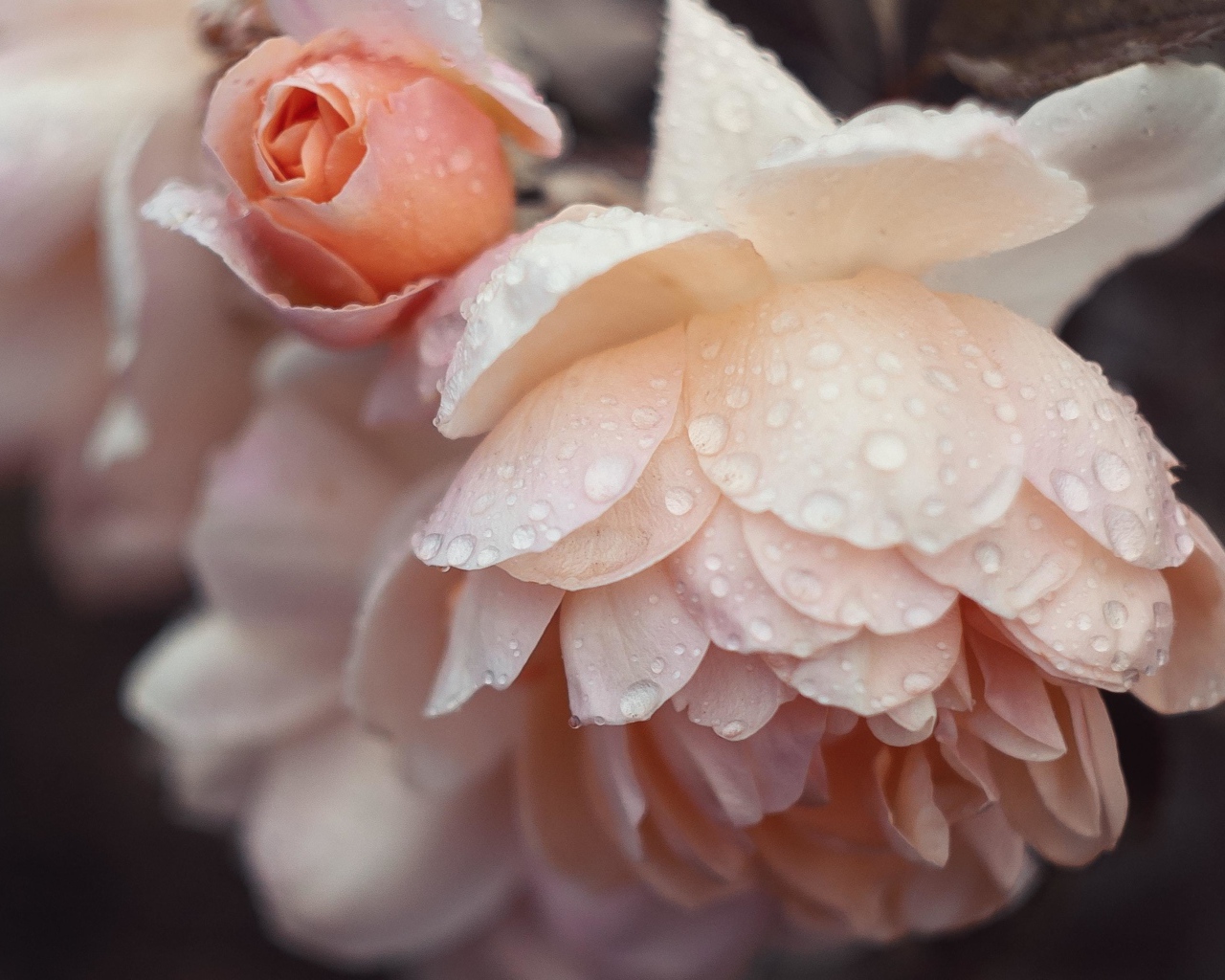 Розовые цветы розы в каплях дождя 