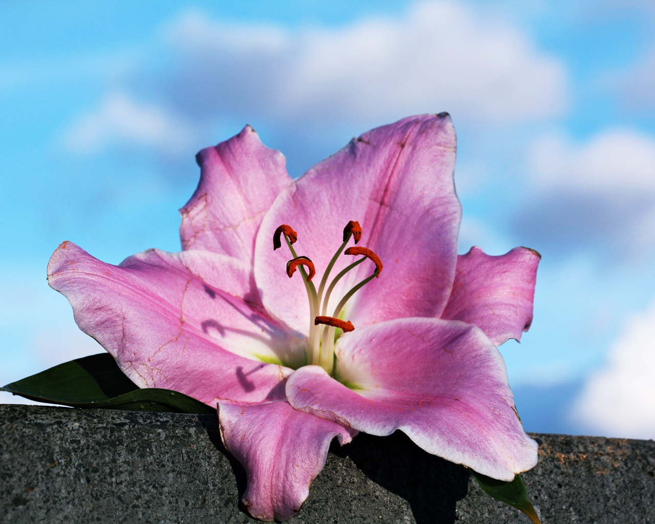 Розовая роза лежит на камне на фоне неба