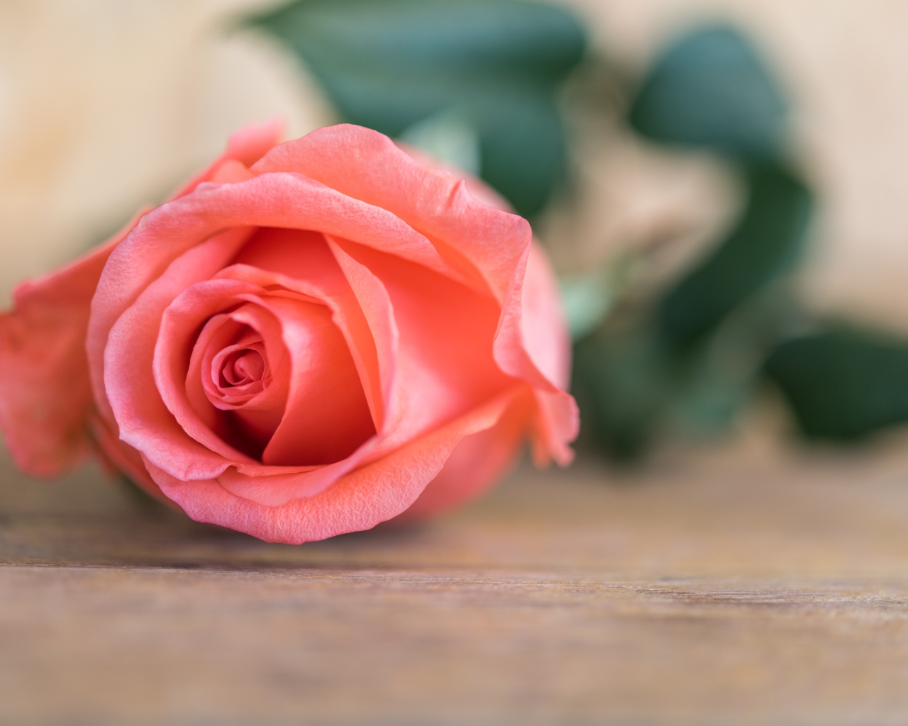 Розовая роза  лежит на деревянном столе 