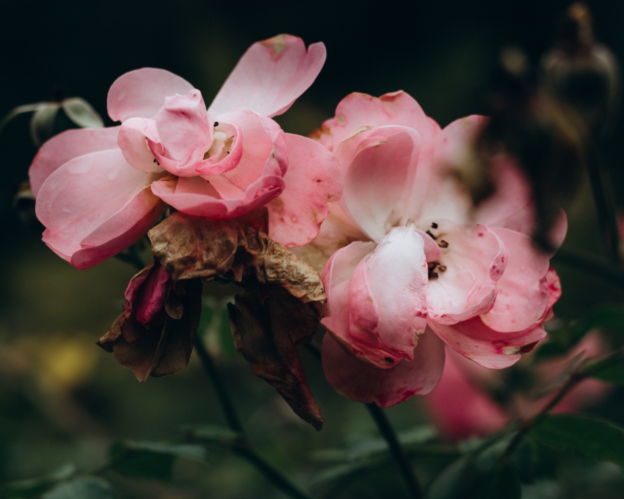 Лепестки розовой розы опадают на землю 