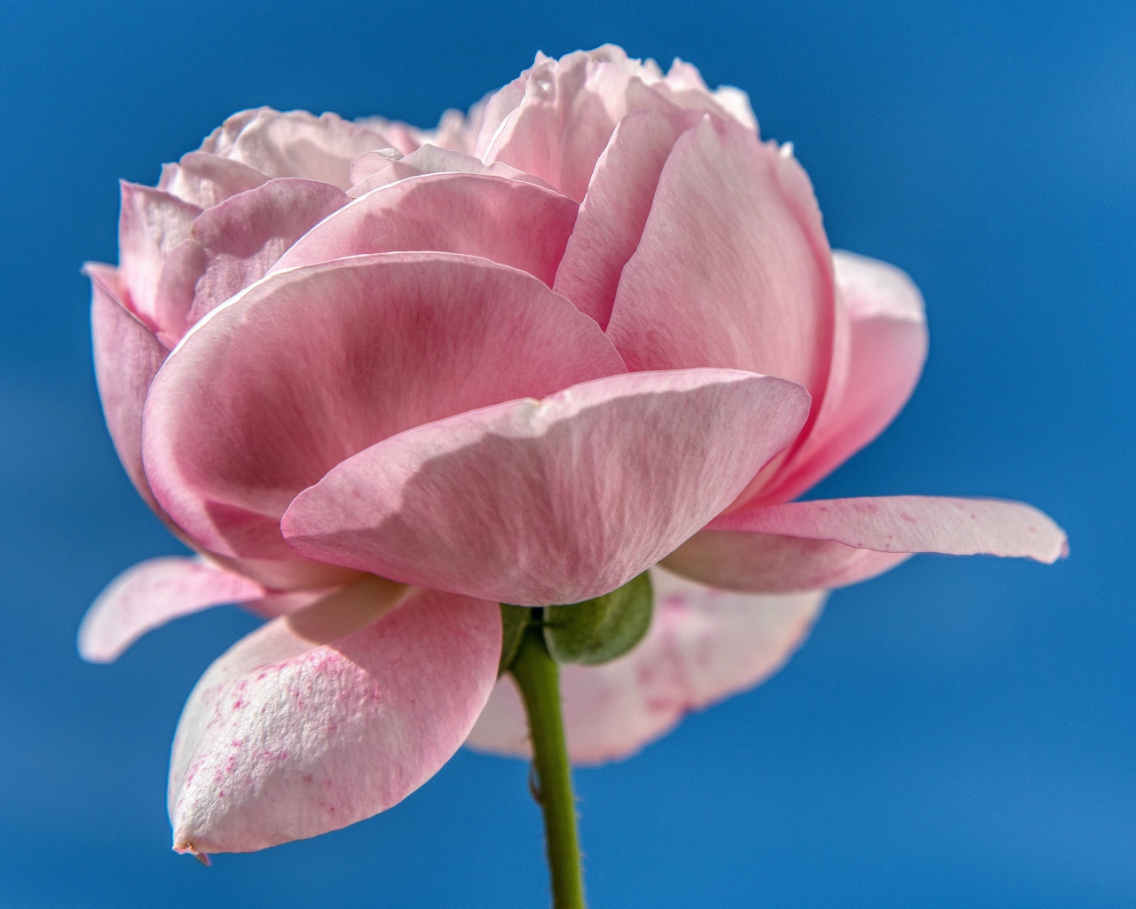 Лепестки розовой розы на фоне голубого неба 