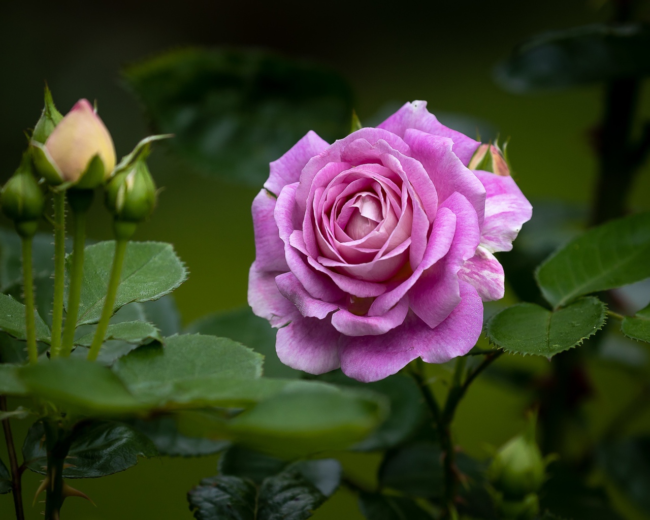 Розовая роза с бутонами и зелеными листьями на клумбе 