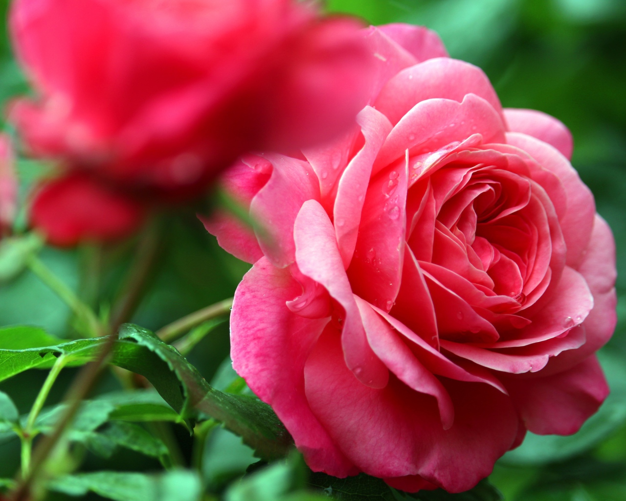 Розовые розы с каплями росы крупным планом