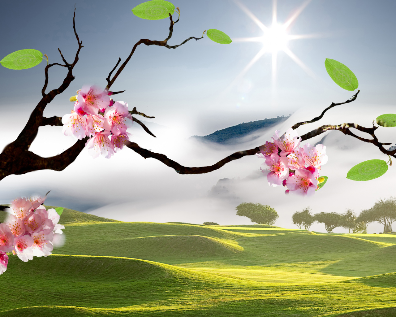 Розовые цветы сакуры на ветке в лучах яркого солнца