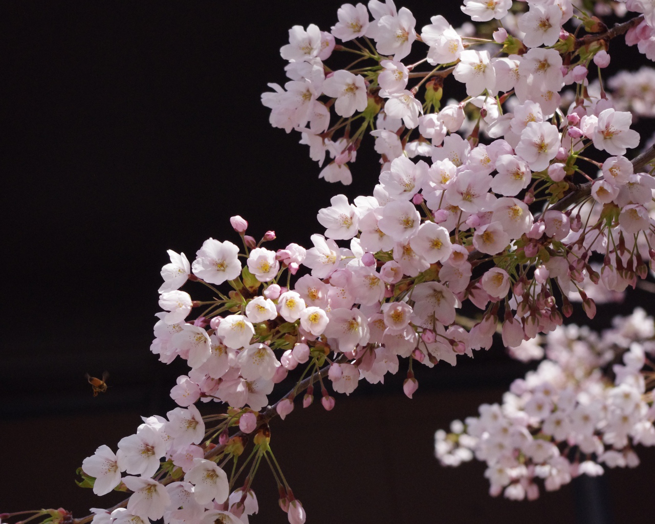 Розовые цветы сакуры на ветке дерева на черном фоне