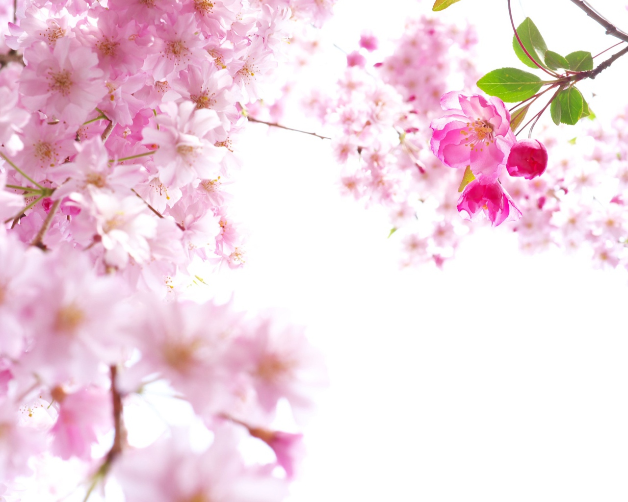 Розовые цветы сакуры на ветках на белом фоне