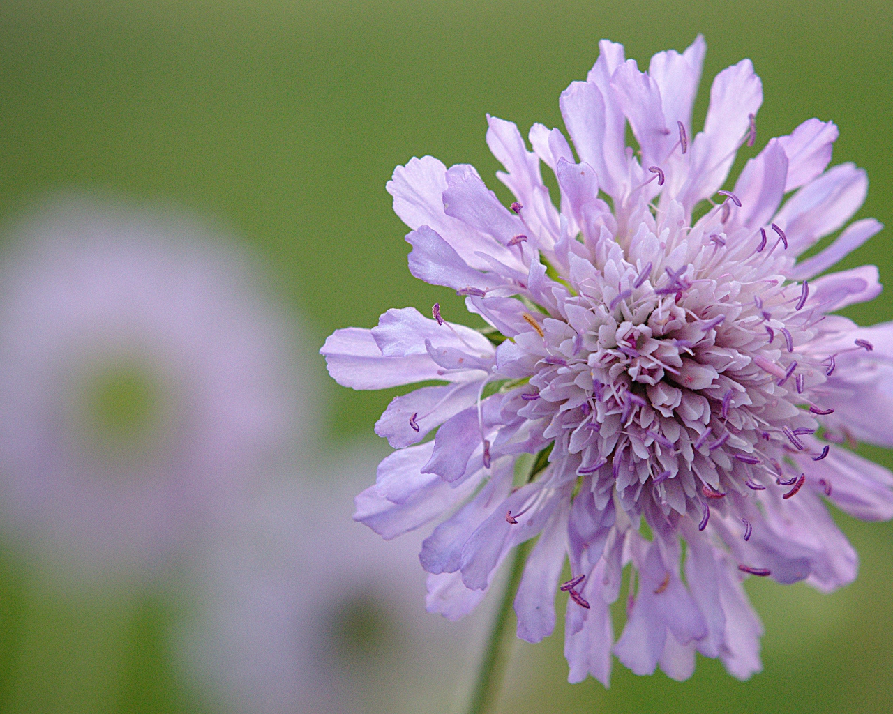Розовый цветок скабиоза на зеленом фоне