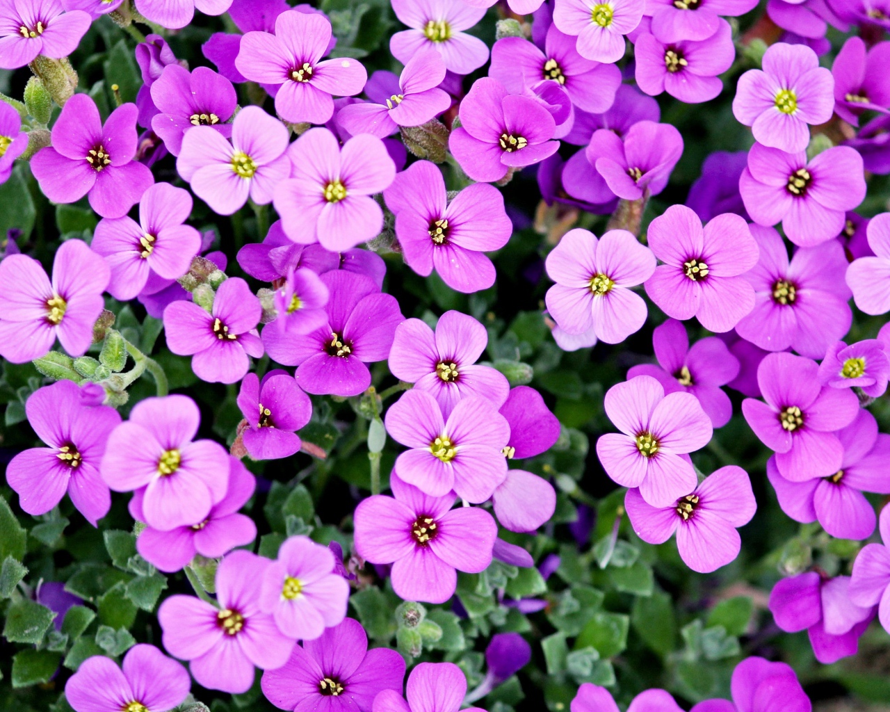 Розовые мелкие цветы крупным планом