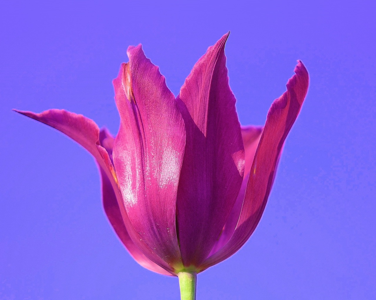 Розовый цветок тюльпана на сиреневом фоне