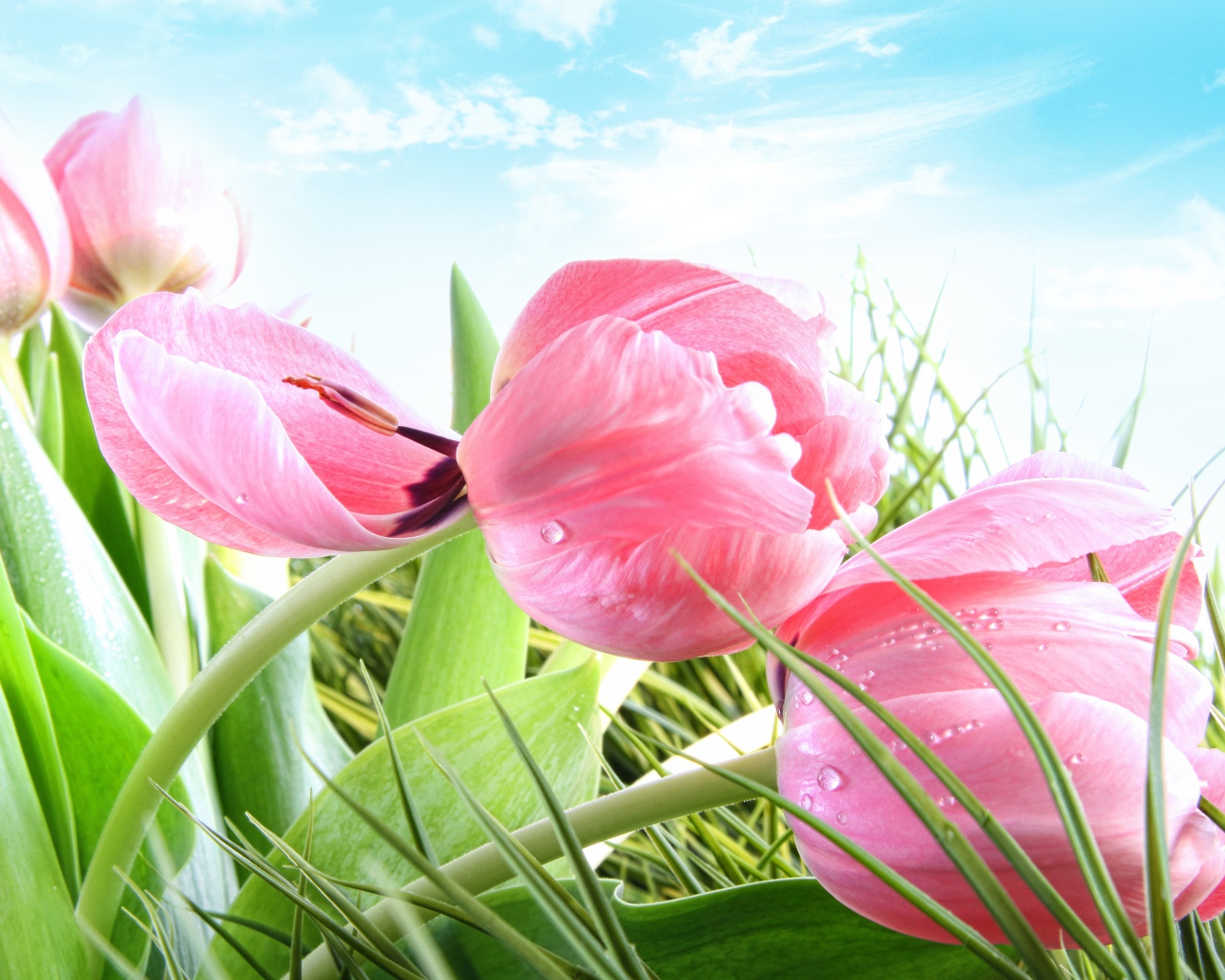 Розовые цветы тюльпана в зеленой траве на фоне голубого неба 