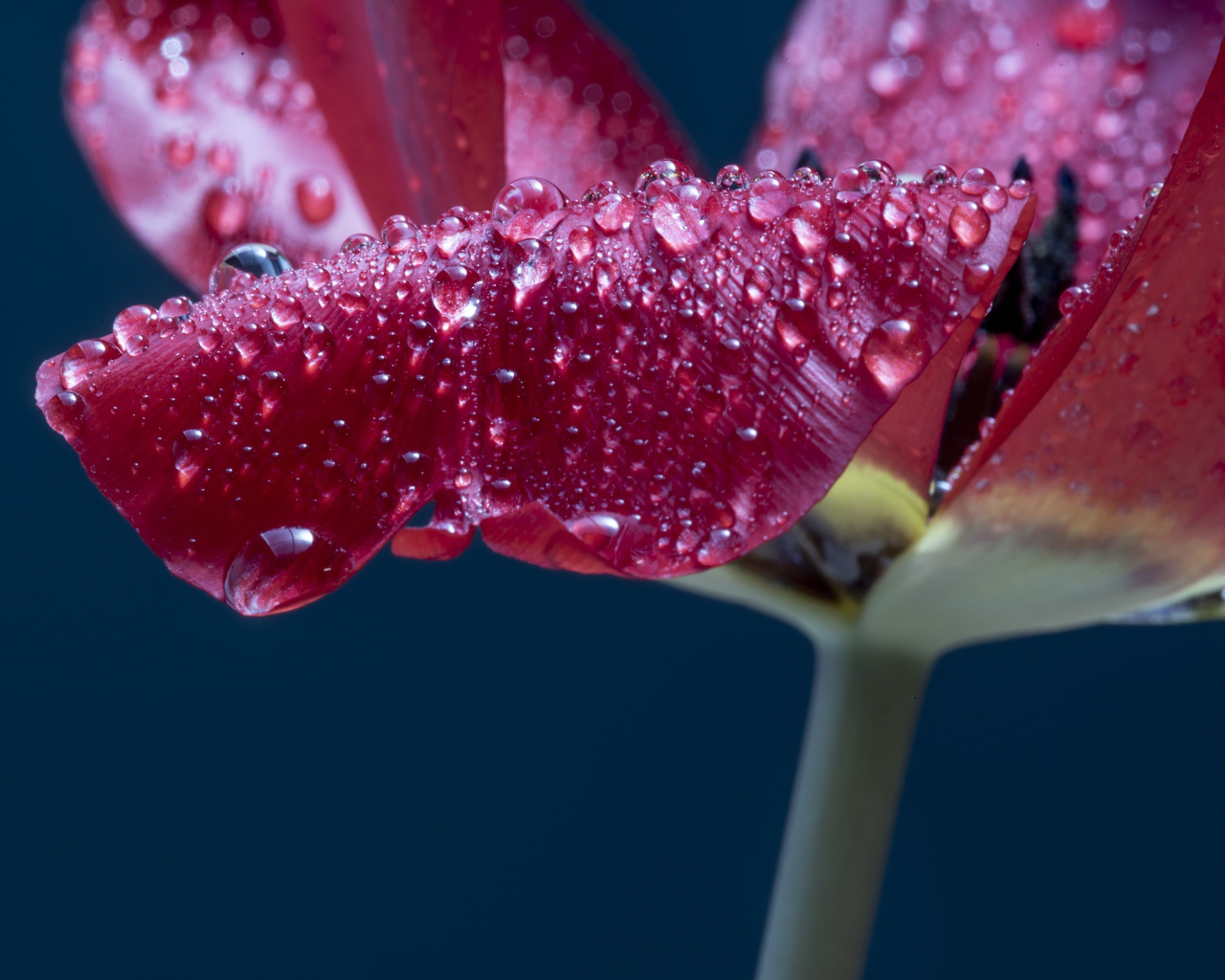 Лепестки розового тюльпана в каплях росы