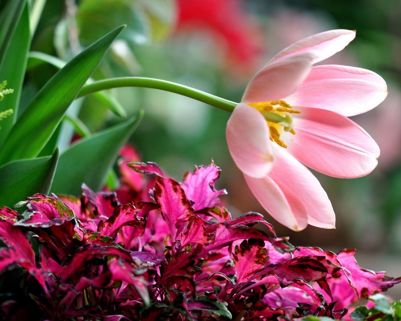 Розовый тюльпан с растениями на клумбе 