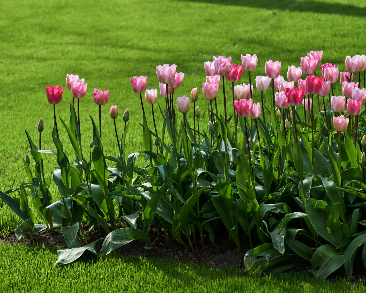 Розовые тюльпаны на клумбе у газона