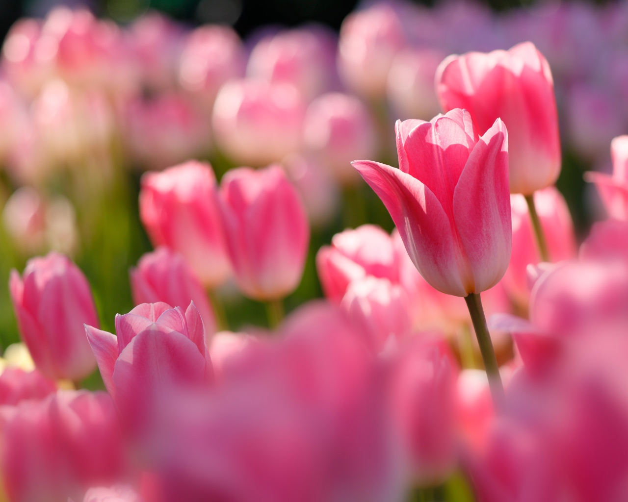 Розовые тюльпаны в лучах солнца на клумбе