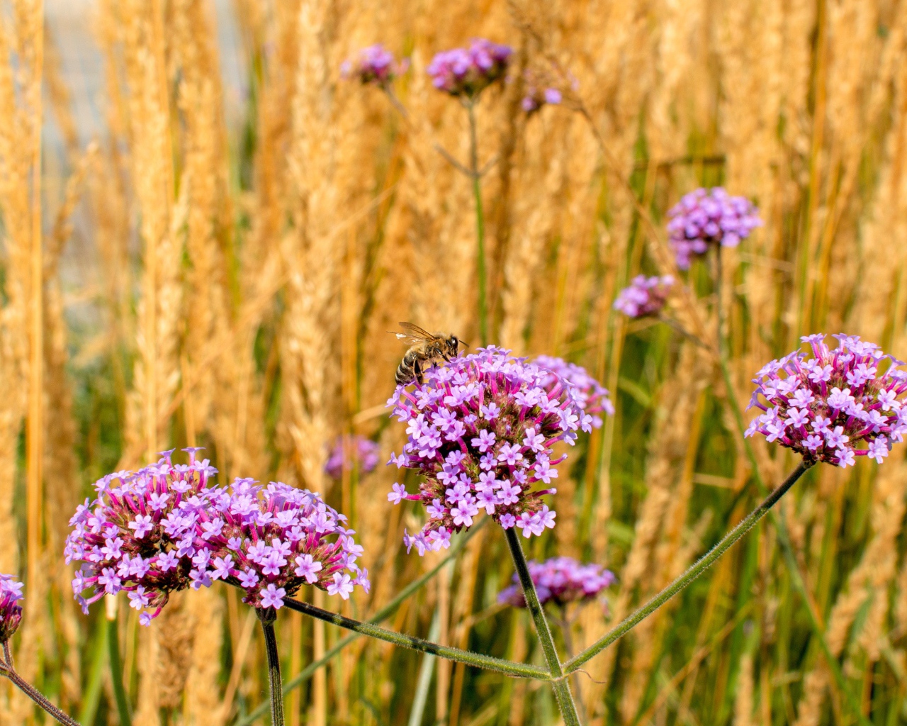 Розовые цветы вербена с колосками в поле
