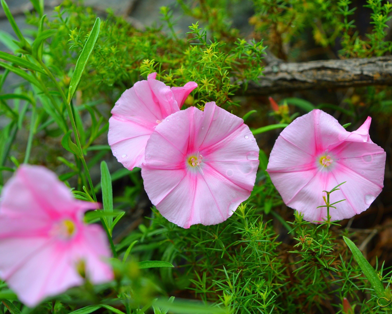 Pink wildflowers in green grass