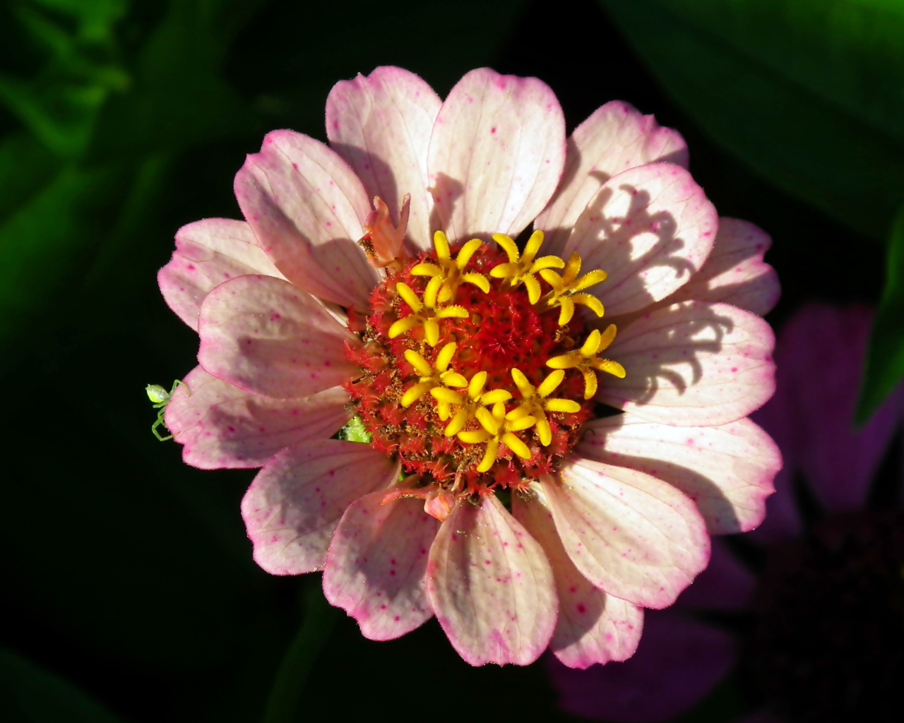 Розовый цветок циннии в лучах солнца